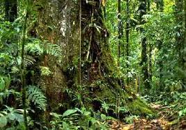 http://www.tqnyc.org/2006/NYC063206/jungles.htm