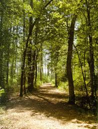 http://www.dnrec.delaware.gov/OpenSpaces/Pages/ForestPreservation.aspx