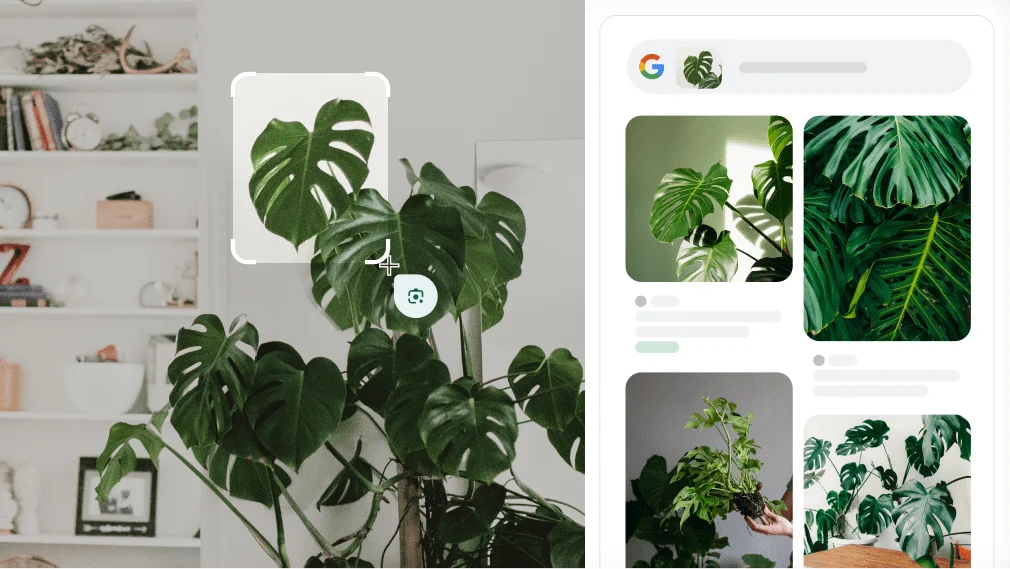 Google Lens è utile per identificare una pianta Monstera.